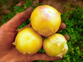 Aurora Yellow tomatillo